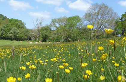 Manning's Pit in spring